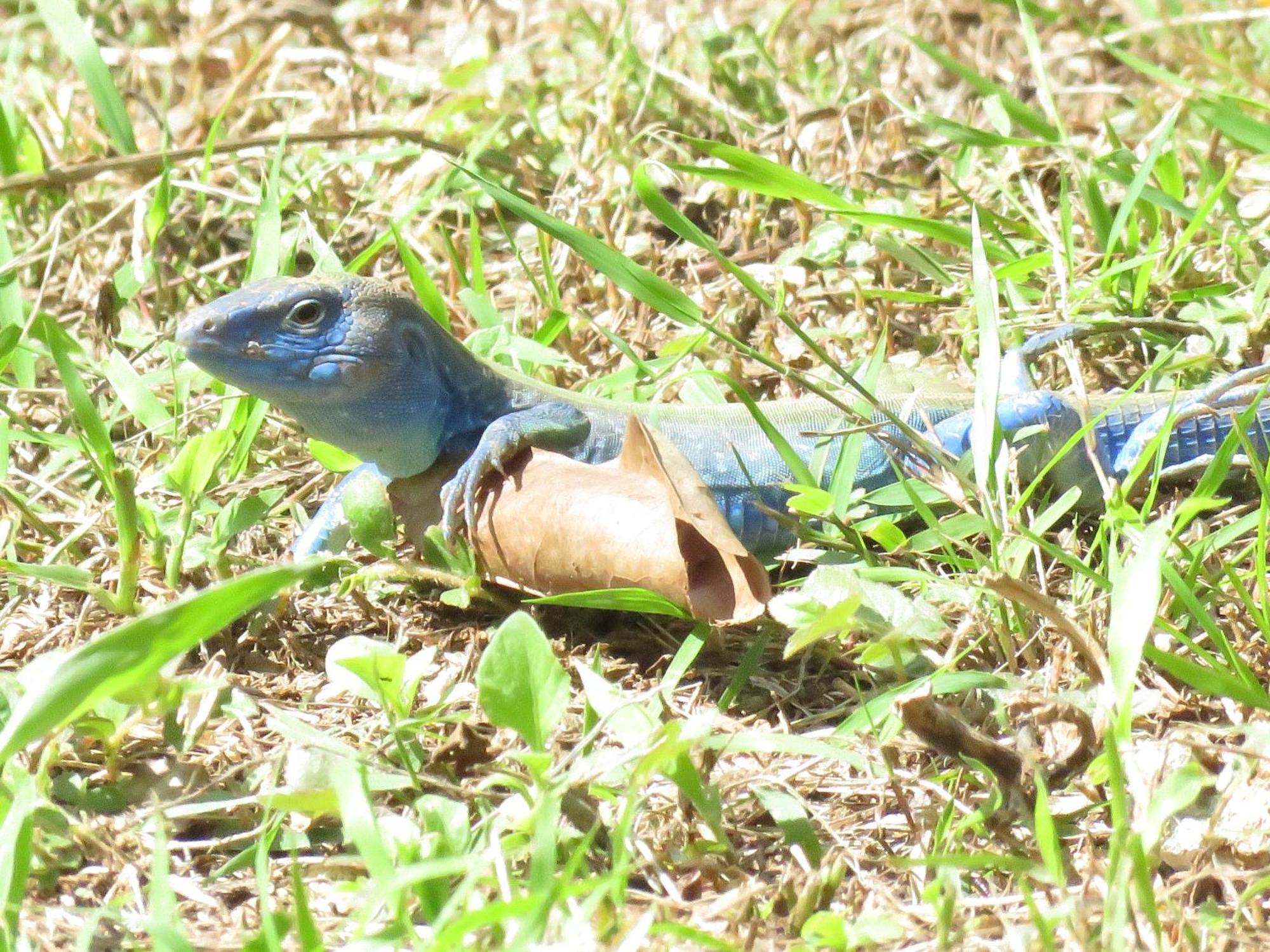 Willa Blue Lizard House San Andrés Zewnętrze zdjęcie