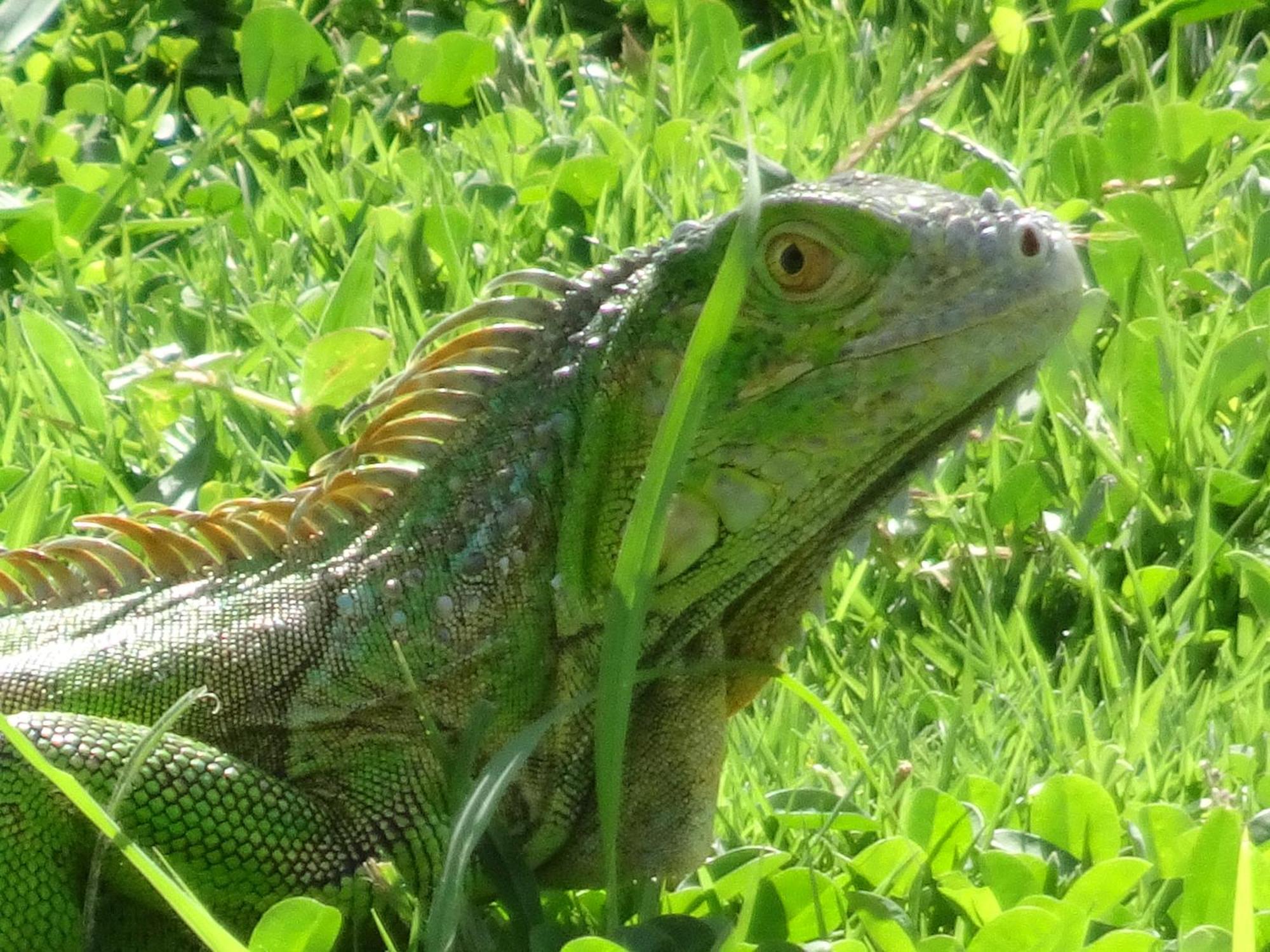 Willa Blue Lizard House San Andrés Zewnętrze zdjęcie